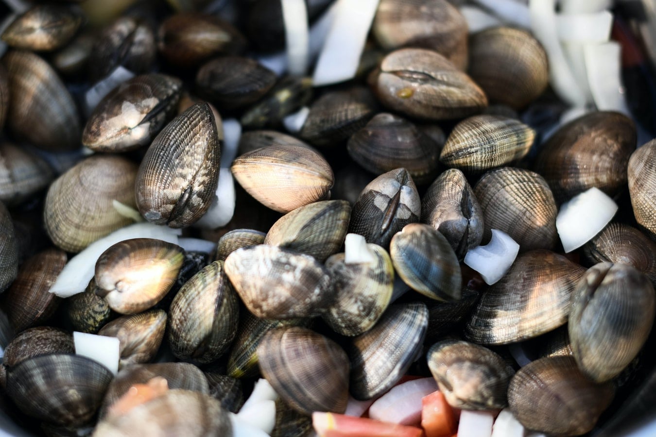 Clam Category Image