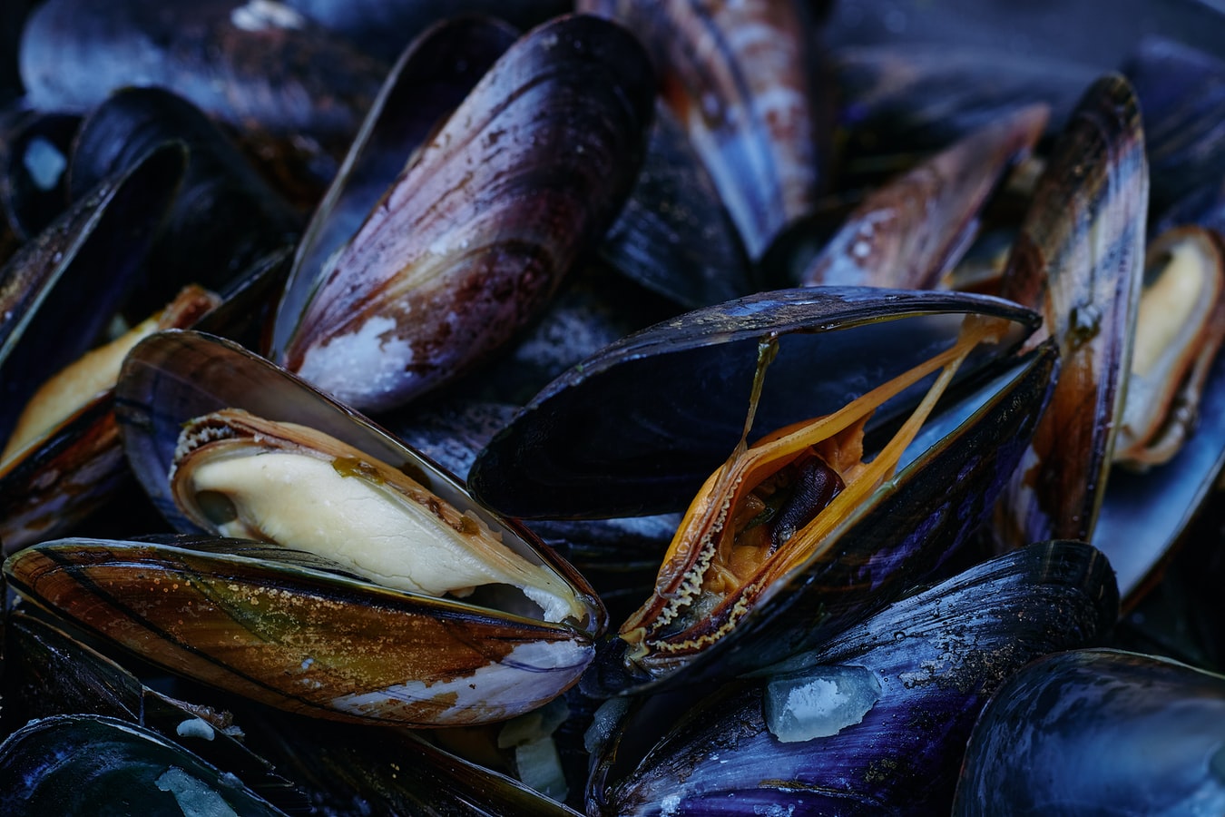 Mussel Category Image